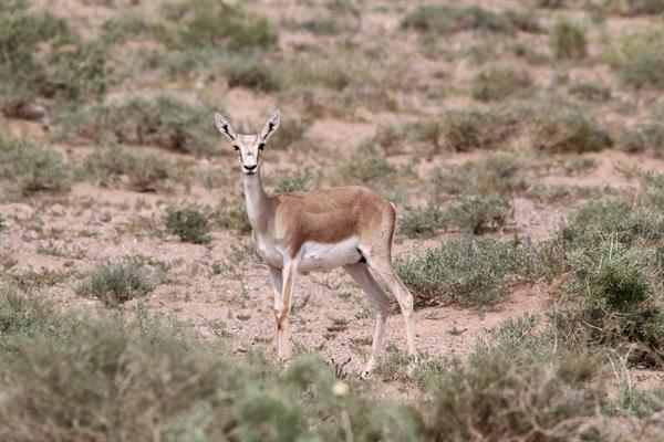 A Glimpse into the Changing Lives of Goitered Gazelles
