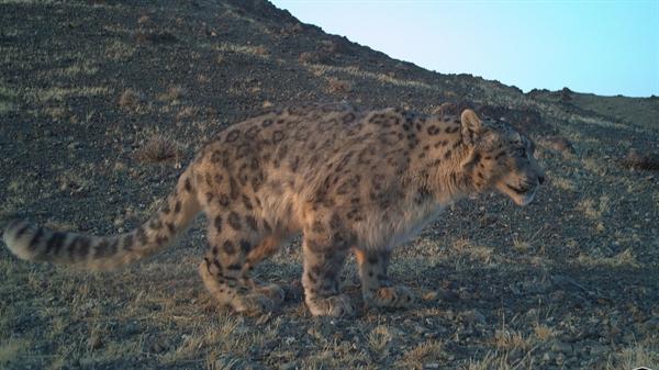 Conservation of the Gobi snow leopard: A study in Khurkh Mountain Range