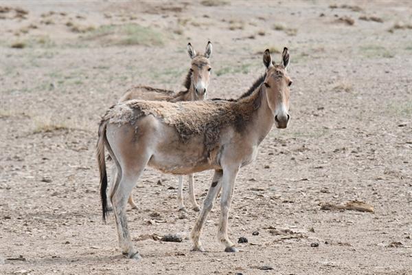 Dzud's Devastating Impact: How Mongolia's Wildlife Struggles in Extreme Winters